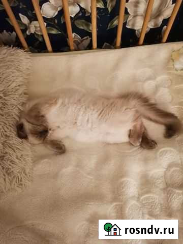 Кошечка сиамская Большие Березники - изображение 1