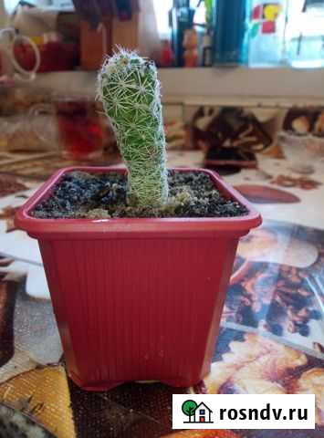 Бесплатно кактус Курск - изображение 1