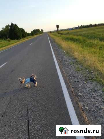 Вязка Калуга - изображение 1