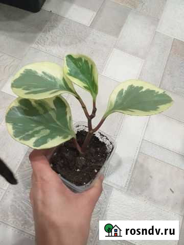 Пеперомия Рославль - изображение 1