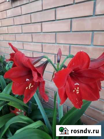Амариллис Николаевка - изображение 1