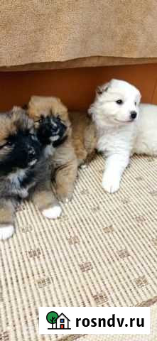 Щенок ищет дом Уфа - изображение 1