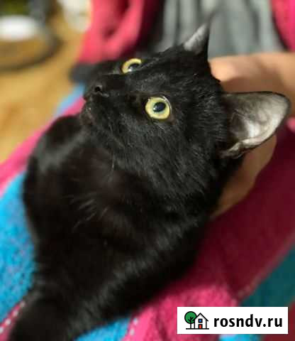 Черный красавчик Калининград - изображение 1