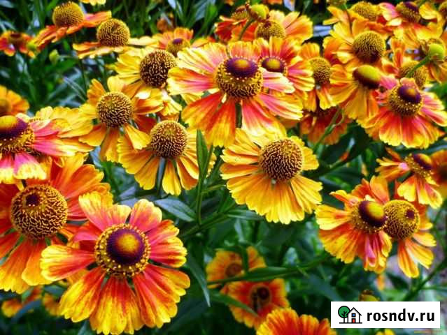 Цветы для сада Калуга - изображение 1