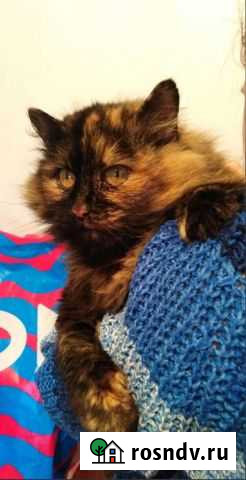 Кошка в добрые руки Кострома - изображение 1