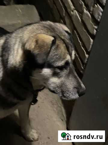 Пёс для охраны с доставкой на дом Мещерино - изображение 1