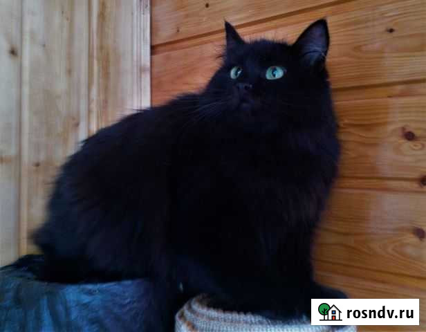 Джуйя норвежская кошка ищет дом Саранск - изображение 1