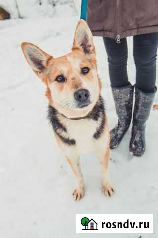 Шанс для Майки на домашнюю жизнь Клин - изображение 1