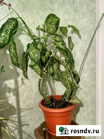 Комнатные цветы Выборг - изображение 1