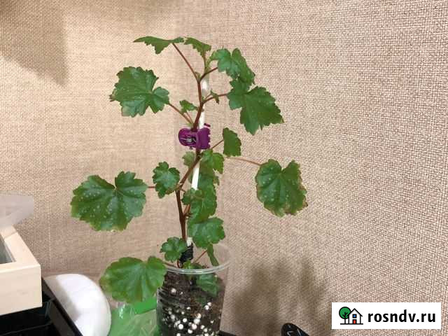 Бегония Каудексная Новосибирск - изображение 1