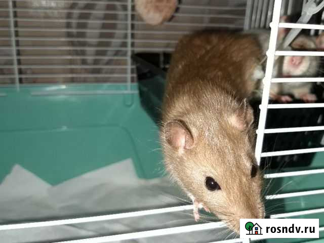 Крыса Челябинск - изображение 1