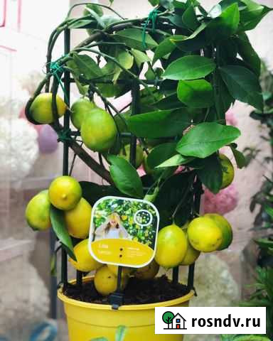 Лимон Симферополь - изображение 1