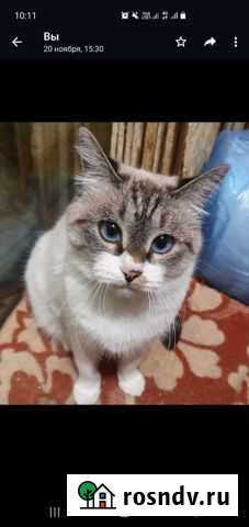 Отдам кошечку, Сапфипу Петропавловск-Камчатский - изображение 1