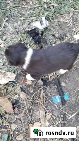 Щеночки Рубцовск - изображение 1