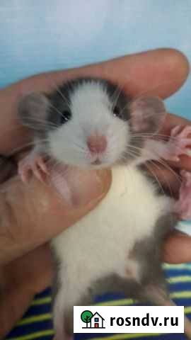 Крысы Дамбо Хаски Рэкс Капюшон Иркутск - изображение 1