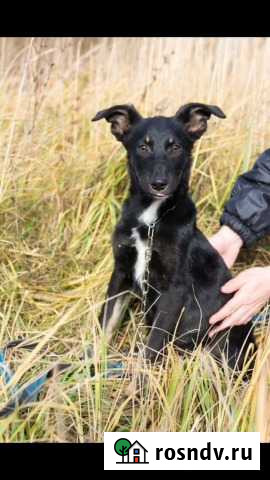 Чио-Чио-Сан Казань - изображение 1