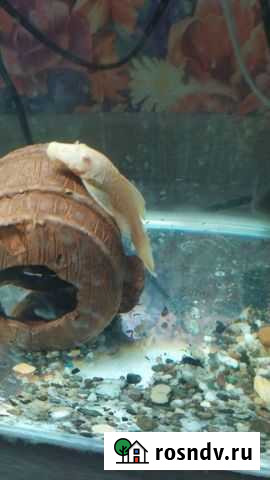 Анцитрусы Искитим - изображение 1