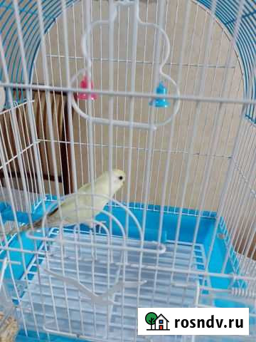 Волнистый попугай с клеткой Дербент - изображение 1