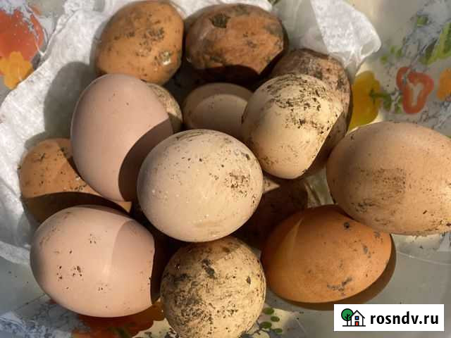 Домашнии яйща Курганинск - изображение 1
