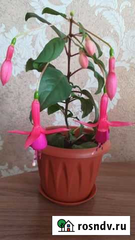 Фуксия Сковородино - изображение 1