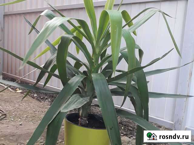 Юкка слоновая Николаевка - изображение 1
