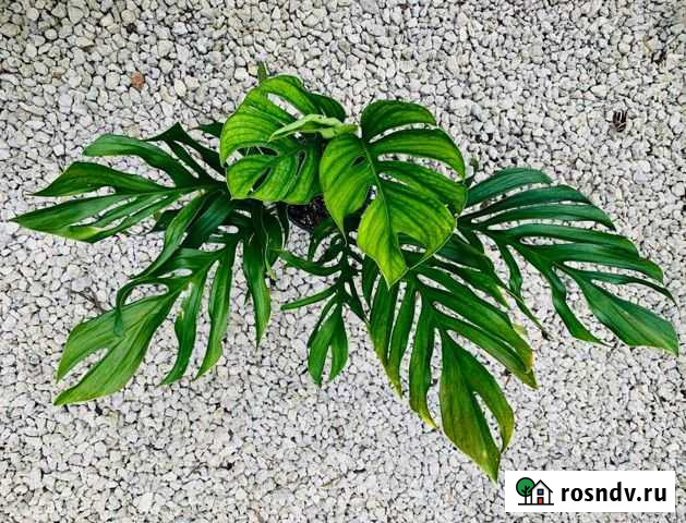 Монстера Пиннатипартита Сочи - изображение 1