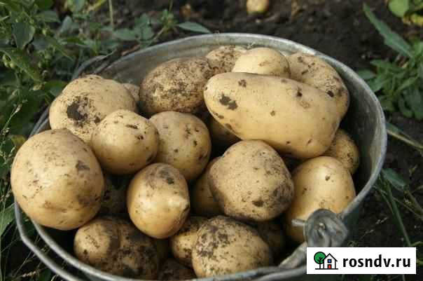 Картошка свежая Ижевск - изображение 1