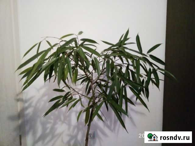 Фикус узколистный, пальма Мытищи - изображение 1