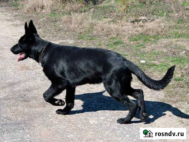 Щенки немецкой овчарки Таганрог - изображение 1