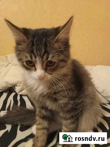 Кошка в дар Казань - изображение 1