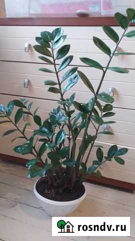 Замиокулькас Калуга - изображение 1