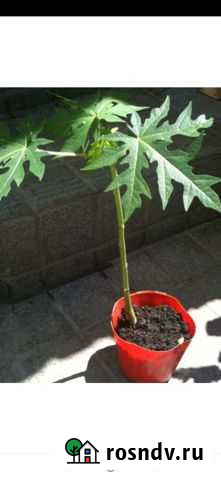 Папайя Уфа - изображение 1