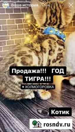 В разведение или в любимцы Калининград