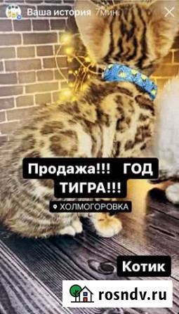 В разведение или в любимцы Калининград - изображение 1