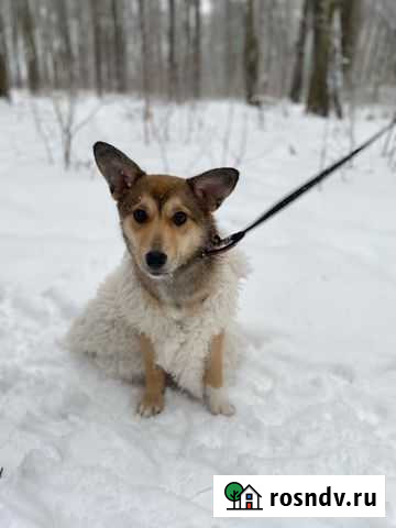 Зайка ждет свою хозяйку Тула - изображение 1