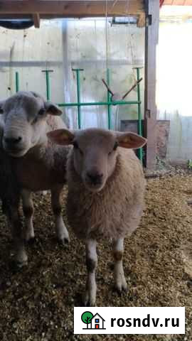 Тексель Сычево - изображение 1