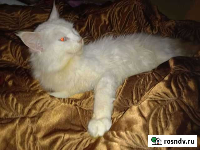 Мейн кун/сибиряк Смоленск - изображение 1