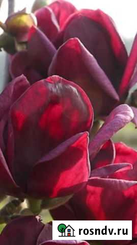 Магнолия.Морозостойкая.Разных чудо-окрасок.Европа Калининград - изображение 1