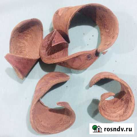 Продам плод для декора Воронеж - изображение 1