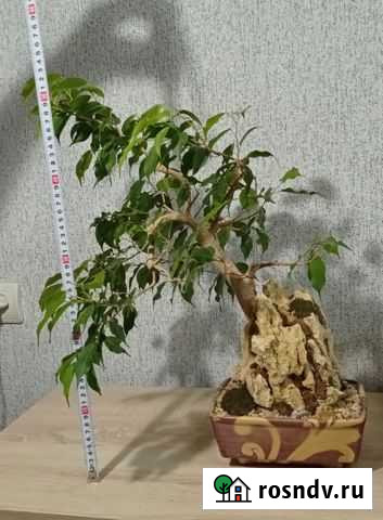 Бонсай фикус Астрахань - изображение 1