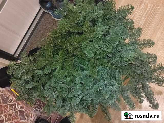 Ель нобилис веточки Мытищи - изображение 1