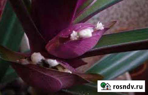 Традисканция рео, сеткреазия Челябинск - изображение 1