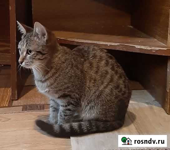 Кошка Уфа - изображение 1