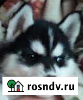 Щенки сибирской хаски Армавир - изображение 1