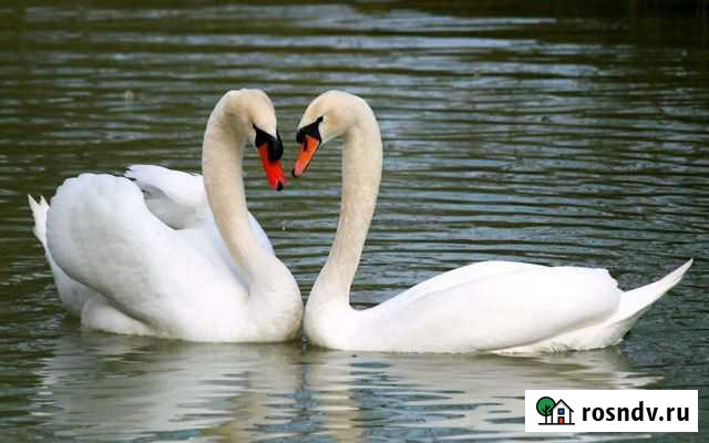 Лебеди Аксай - изображение 1