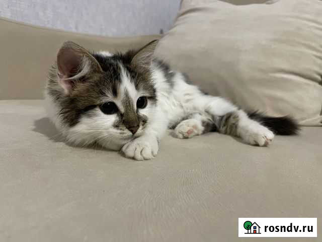 Ласковая кошечка в добрые руки Ростов-на-Дону - изображение 1