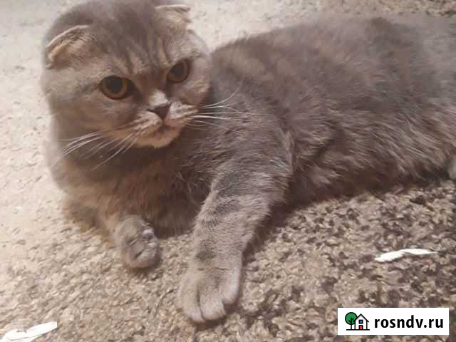 Шотландская вислоухая кошка бесплатно Тюмень - изображение 1