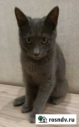 Котенок мальчик серый бесплатно Краснодар - изображение 1