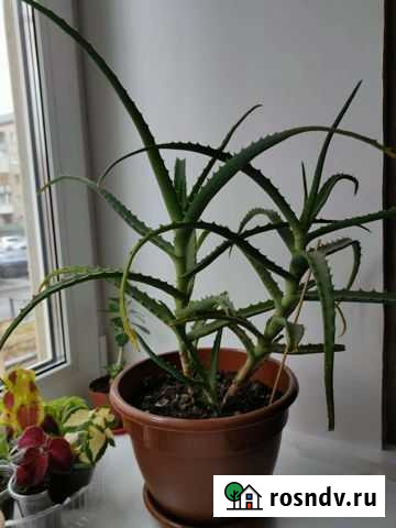 Алоэ Екатеринбург - изображение 1