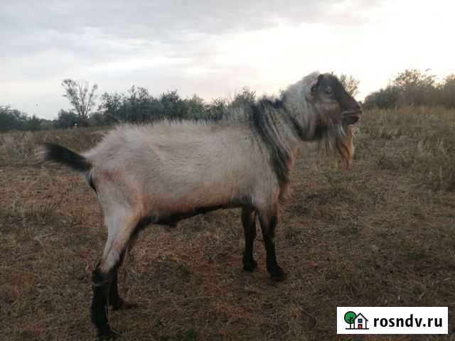 Козёл Бузулук - изображение 1